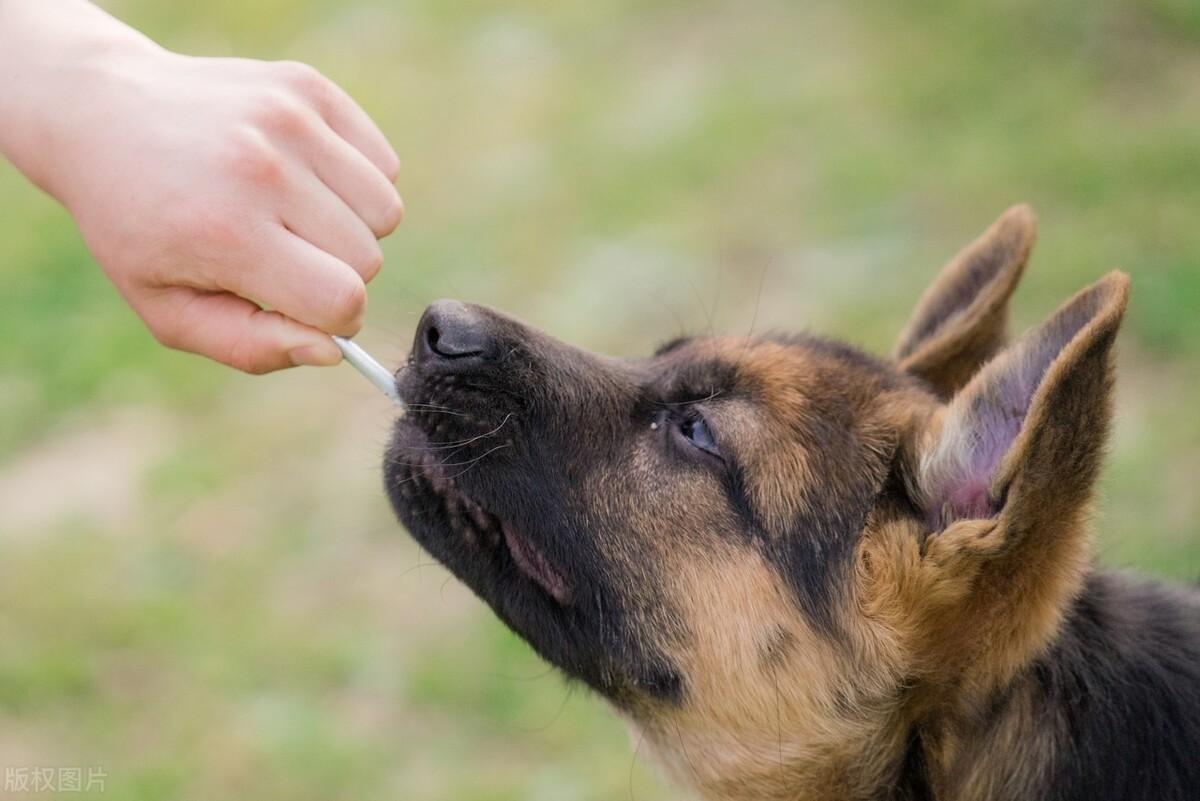 最新犬类智商排名解析与概览