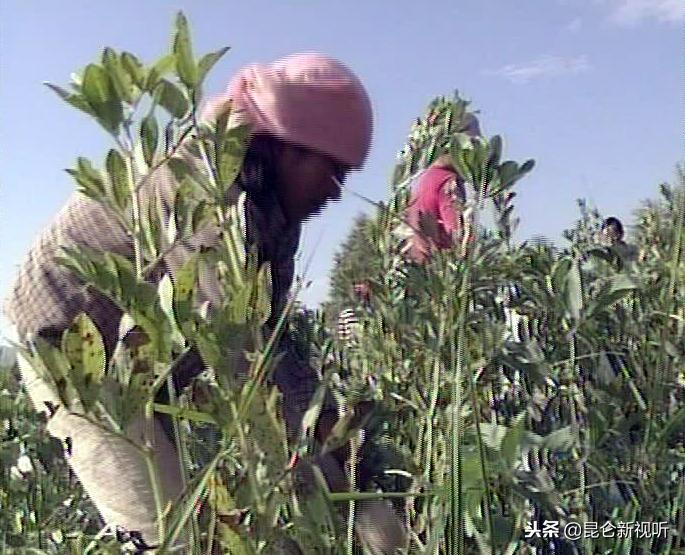 青海蚕豆价格最新行情,青海蚕豆价格最新行情分析